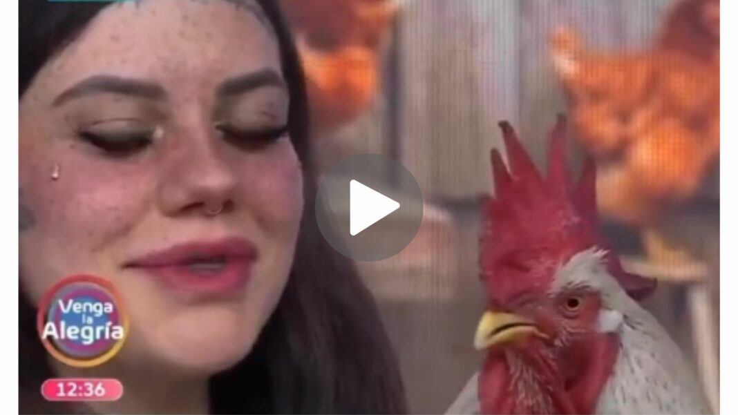 El Gallo Reguetonero, Capi Pérez, Venga la Alegría, TV Azteca, gallo que canta, reguetón, Valentín Elizalde, Daniel el gallo, momento hilarante, entretenimiento, televisión mexicana, video viral, redes sociales, espectáculo, humor, presentación, música, despecito, vete ya.