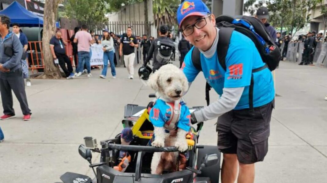 Fabio, el piloto perruno más cool de la F1! Este French Poodle tiene su propio monoplaza y hasta patrocinadores